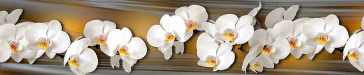 Орхидеи - skinali-7793
