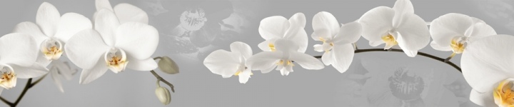 Орхидеи - skinali-7914