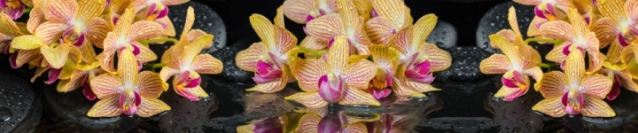 Орхидеи - skinali-8573
