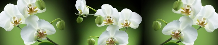 Орхидеи - skinali-8654