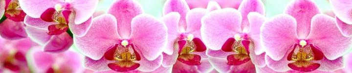 Орхидеи - skinali-9750