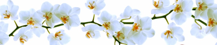 Орхидеи - skinali-9830